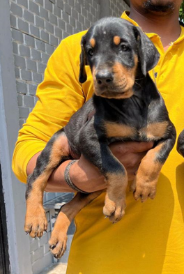 Order Female Doberman  Puppy from Bangalore